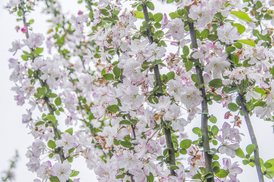 櫻花