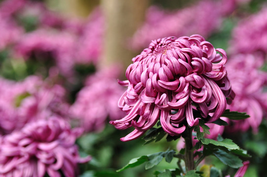 菊花