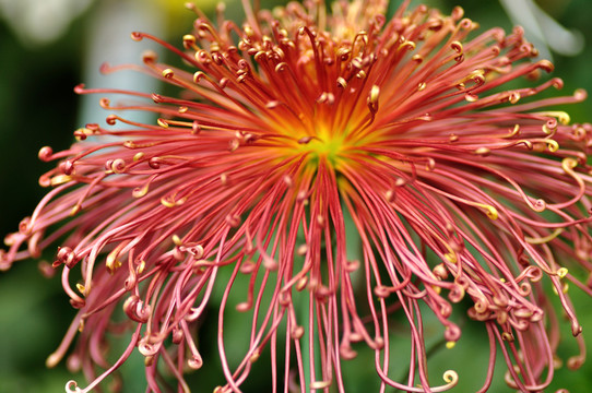 菊花