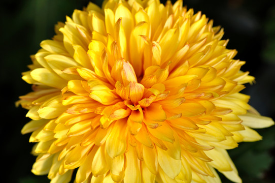 菊花