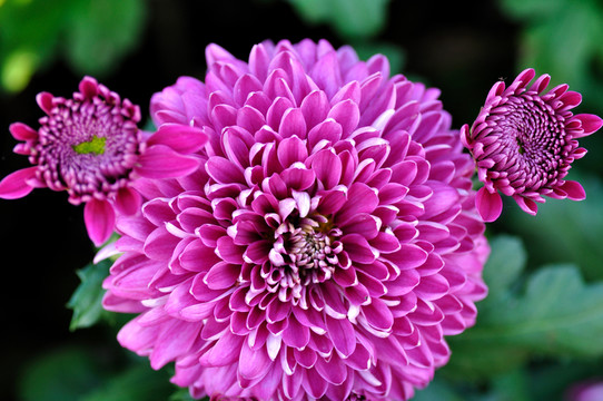 菊花