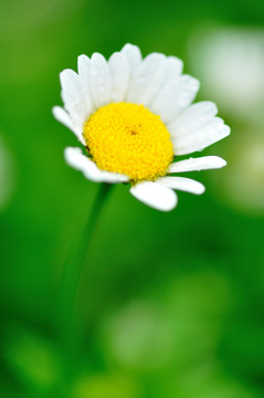雛菊