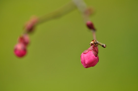 梅花