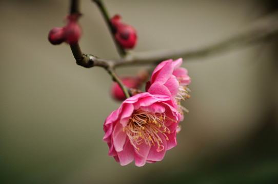 梅花