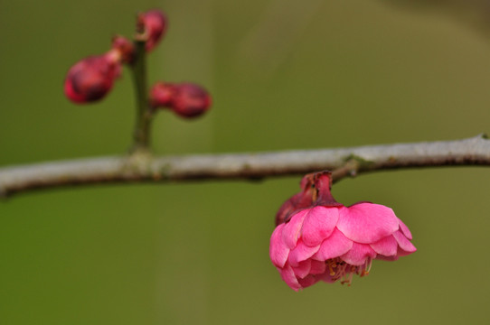 梅花