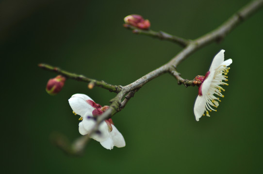 梅花
