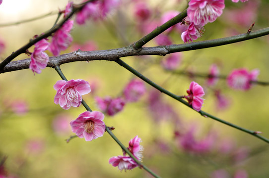 梅花