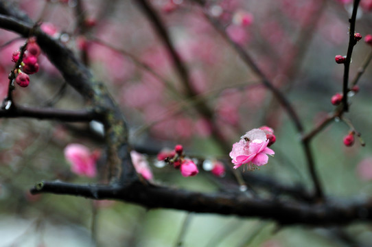 梅花