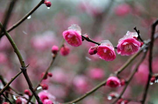 梅花
