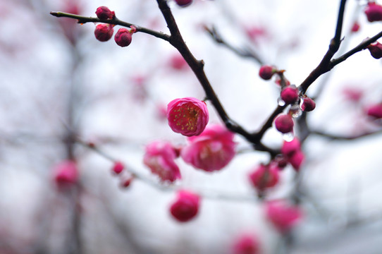 梅花