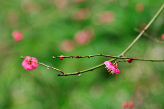 梅花