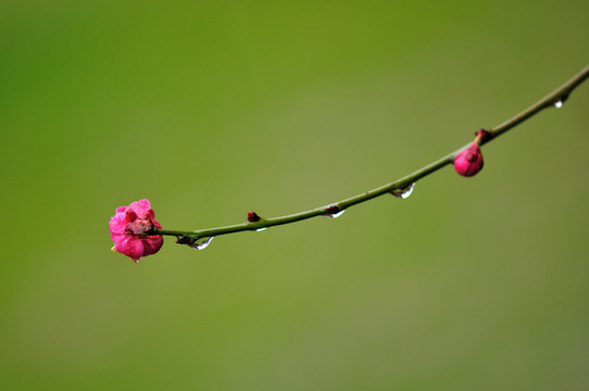 梅花