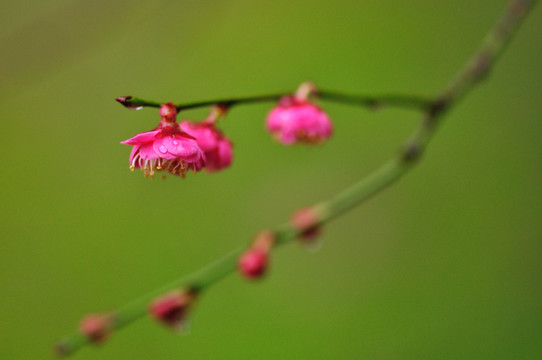 梅花
