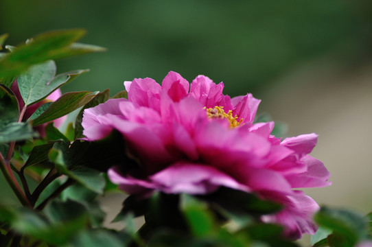 牡丹花