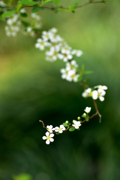 噴雪花