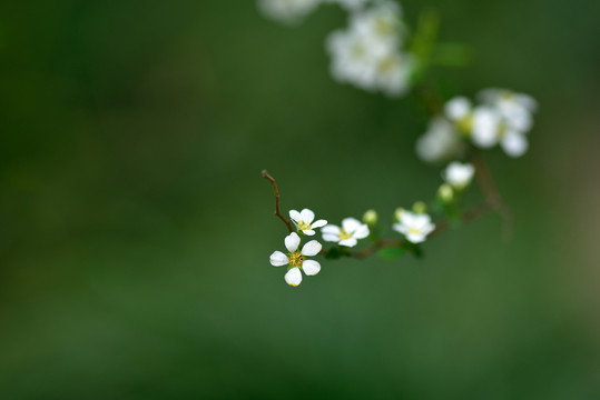 噴雪花