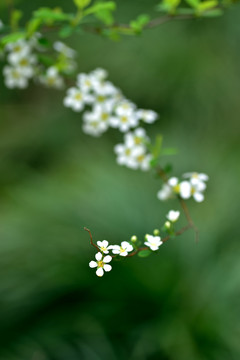 噴雪花