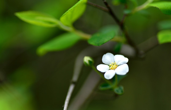 噴雪花