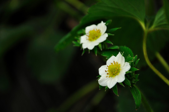 草莓花