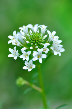 澤珍珠菜