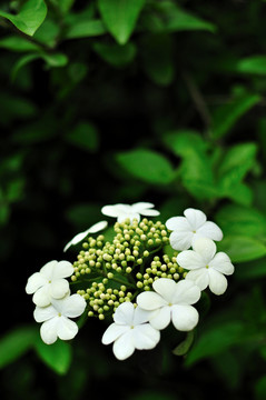 瓊花