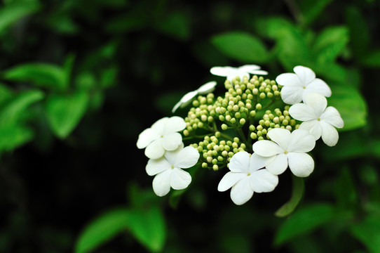 瓊花