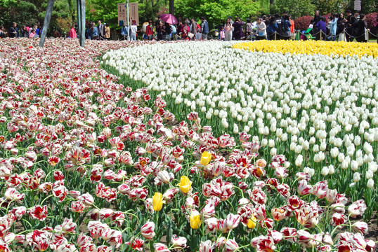 郁金香花展