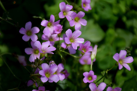 三葉草花