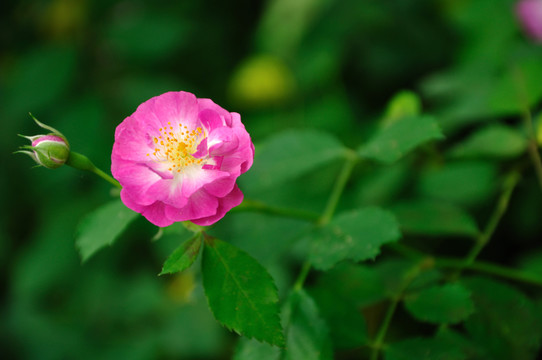 薔薇
