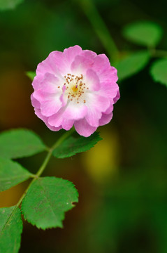 薔薇