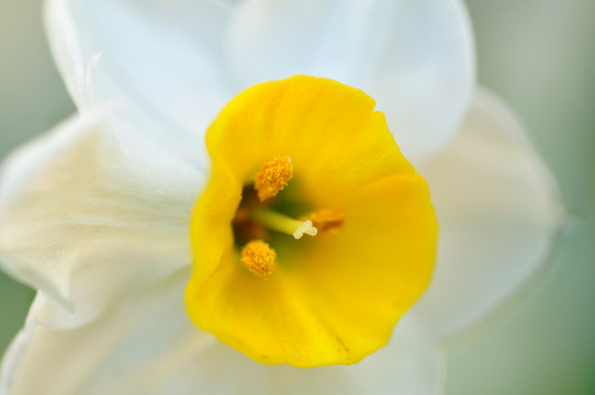 水仙花