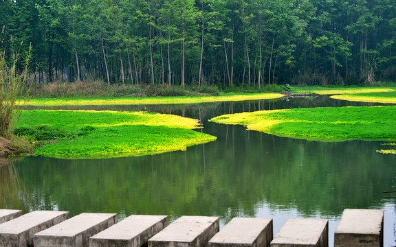 濕地