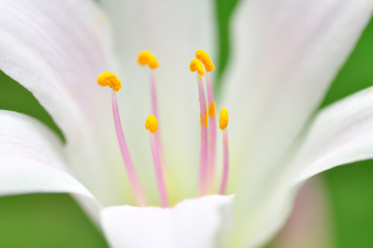 忘憂草