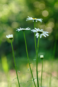 西洋濱菊