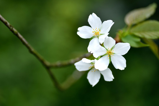 櫻花