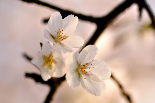 櫻花