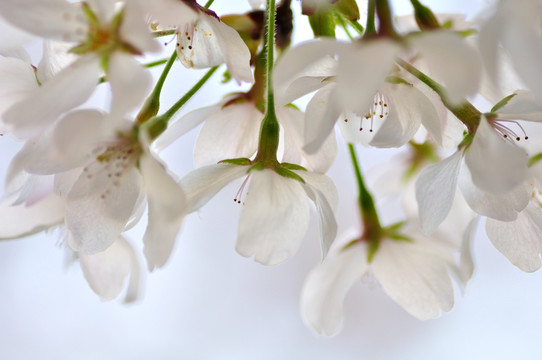櫻花