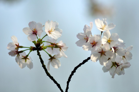 櫻花