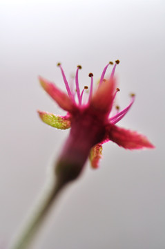 櫻花