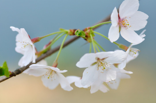 櫻花