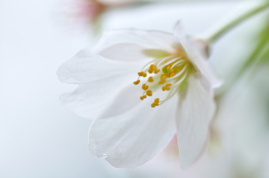 櫻花