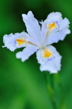 鳶尾花