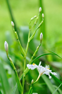 鳶尾花