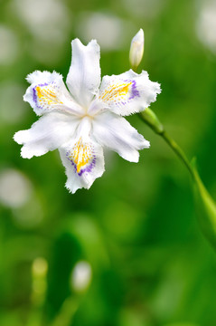 鳶尾花