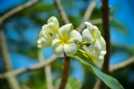 雞蛋花