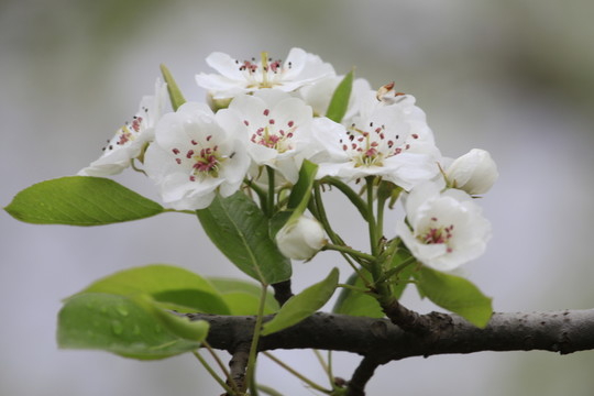 梨花