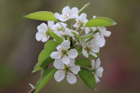 梨樹花