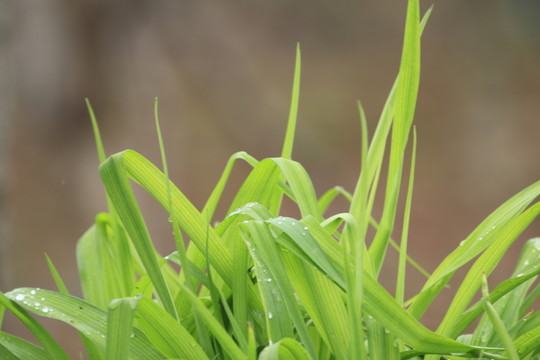 綠色植物