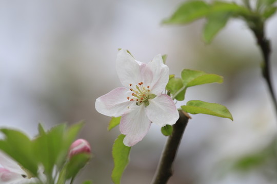 蘋果花