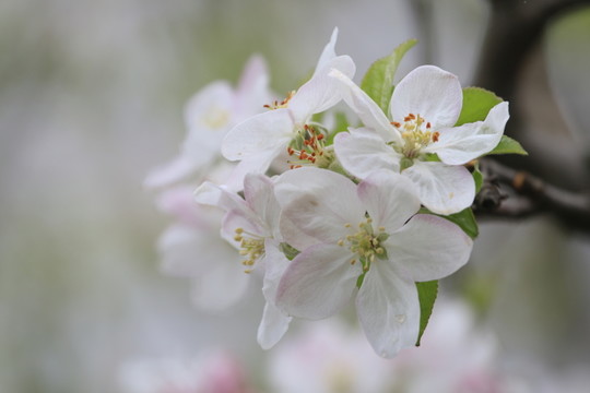 蘋(píng)果花